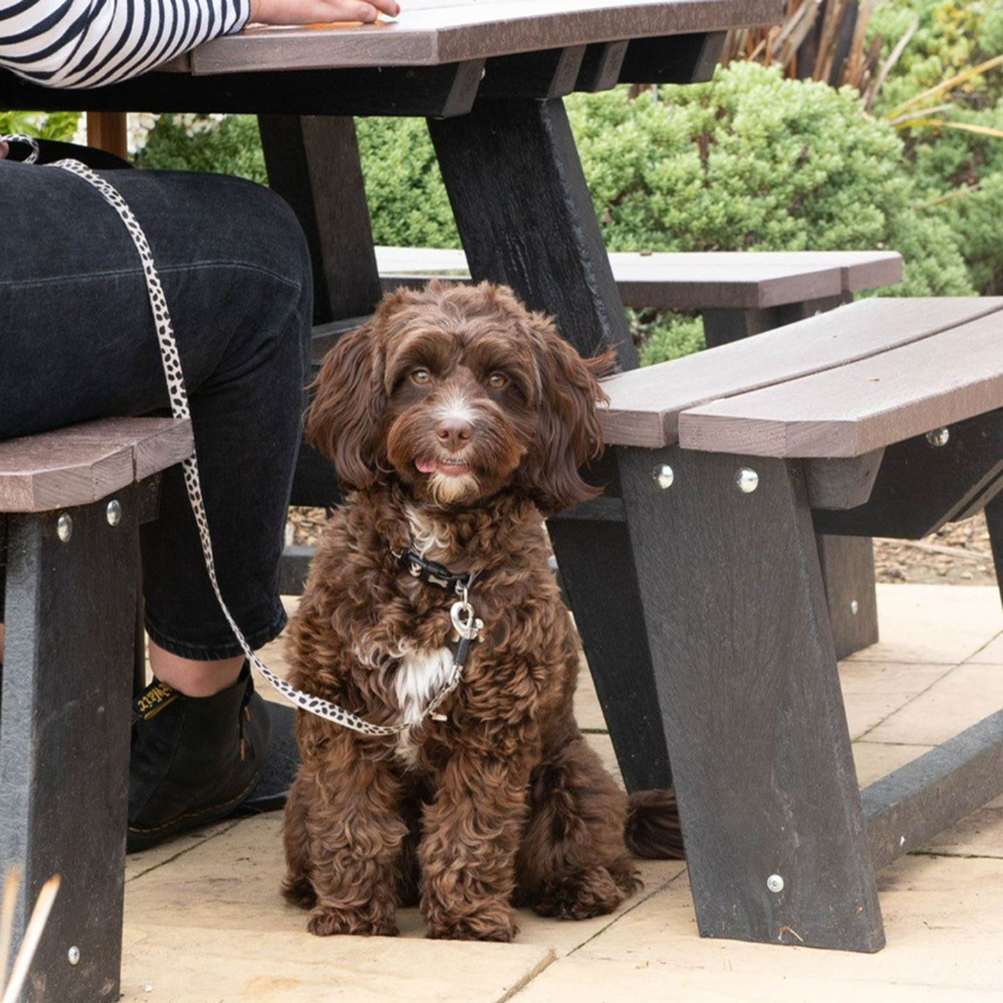 Your local dog friendly pub in March